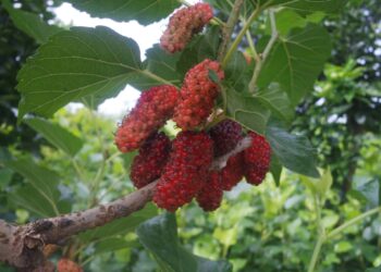 Wilson's Instant Tree Bank: Philippines’ First Mulberry and Fig Picking Farm
