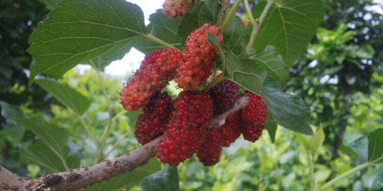 Wilson's Instant Tree Bank: Philippines’ First Mulberry and Fig Picking Farm