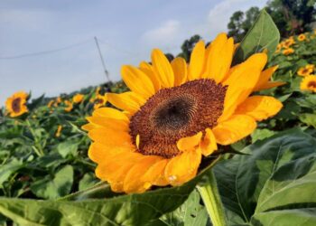 Visit Cupang Sunflower farm for a brighter day!