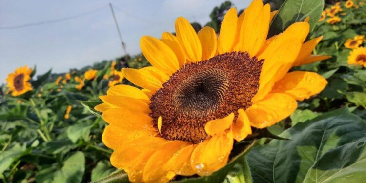 Visit Cupang Sunflower farm for a brighter day!