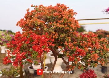 Gabriel’s Garden: Pampanga’s Colorful Paradise for Bougainvillea Lovers