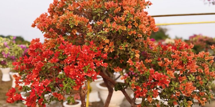 Gabriel’s Garden: Pampanga’s Colorful Paradise for Bougainvillea Lovers